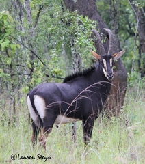 Hippotragus niger niger