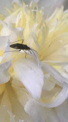 Closterotomus trivialis