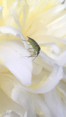 Closterotomus trivialis