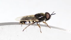 Odontomyia virgo