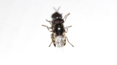 Odontomyia virgo
