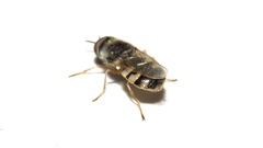 Odontomyia virgo