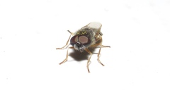 Odontomyia virgo