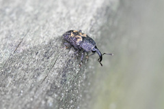 Glyptobaris lecontei