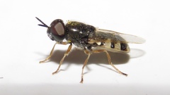 Odontomyia virgo