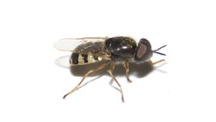 Odontomyia virgo