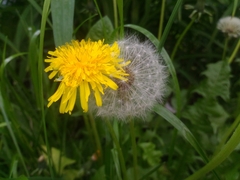Taraxacum officinale