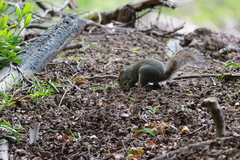 Sciurus carolinensis