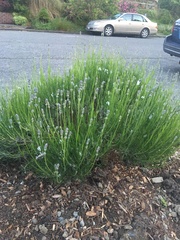 Lavandula × intermedia