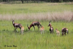 Damaliscus pygargus phillipsi