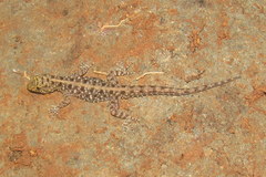 Cnemaspis mysoriensis