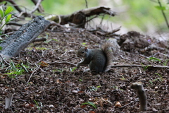 Sciurus carolinensis