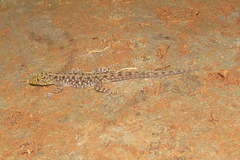 Cnemaspis mysoriensis