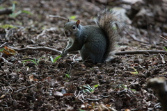 Sciurus carolinensis