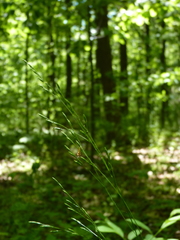 Festuca subverticillata