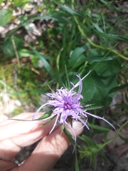 Liatris compacta