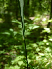 Festuca subverticillata