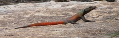 Platysaurus intermedius subniger