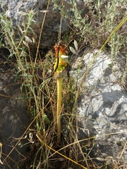 Arum palaestinum