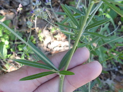 Pediomelum digitatum