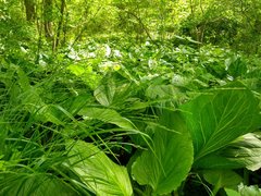 Festuca subverticillata