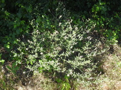 Pediomelum digitatum