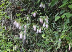 Campanula punctata hondoensis