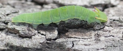 Charaxes saturnus saturnus