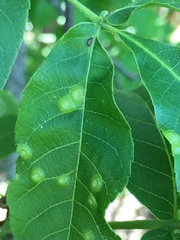 Cecidomyiini