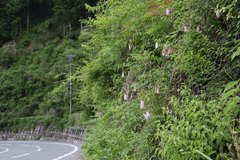 Campanula punctata hondoensis