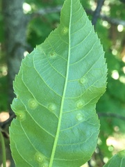 Cecidomyiini