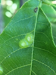 Cecidomyiini