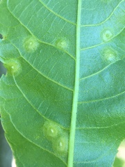 Cecidomyiini