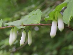 Polygonatum lasianthum
