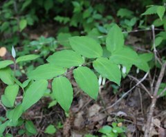 Polygonatum lasianthum