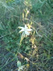 Dianthus marschallii