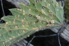 Puccinia iridis