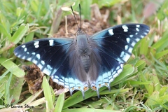 Charaxes guderiana guderiana