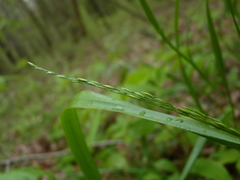 Festuca subverticillata