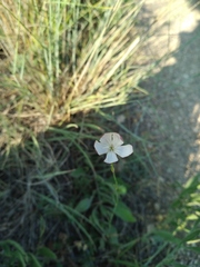 Dianthus marschallii
