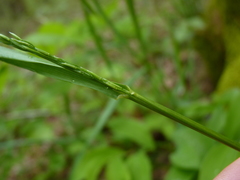 Festuca subverticillata
