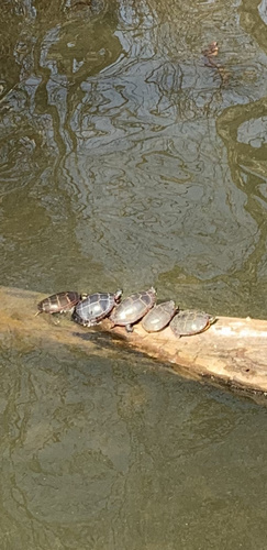 photo of Eastern Painted Turtle (Chrysemys picta picta)