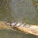 photo of Eastern Painted Turtle (Chrysemys picta picta)