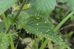 Puccinia iridis