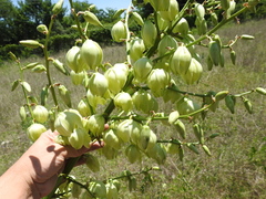 Yucca necopina