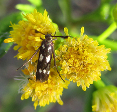 Eretmocera syleuta