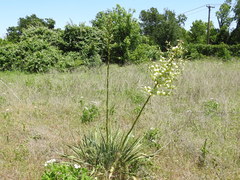Yucca necopina
