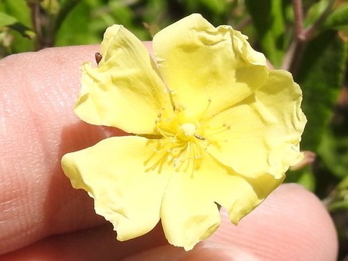 Crocanthemum georgianum