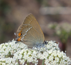 Satyrium acaciae