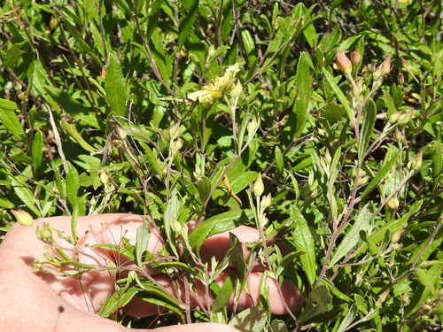 Crocanthemum georgianum, photograph 1